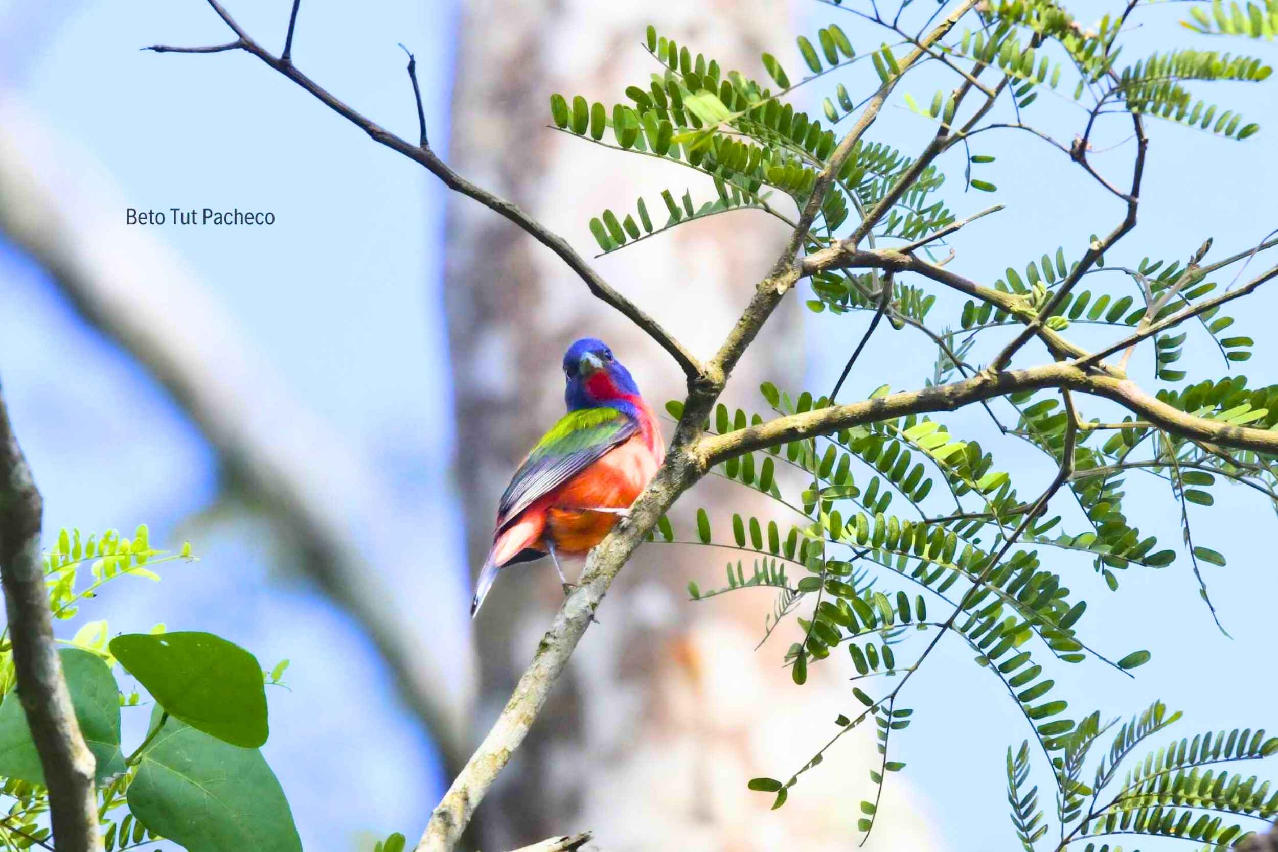 El Painted Bunting y miles de aves migratorias encuentran refugio en el Parque Nacional Laguna del Tigre